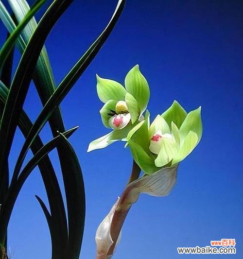 探秘兰花的寓意与象征 兰花花语大全——解读花朵的心声