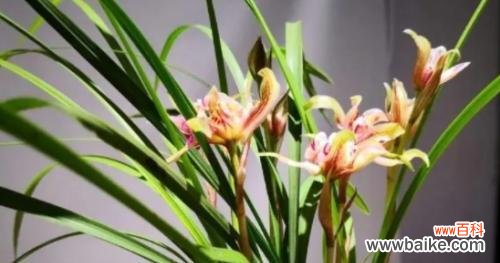 探秘兰花的寓意与象征 兰花花语大全——解读花朵的心声