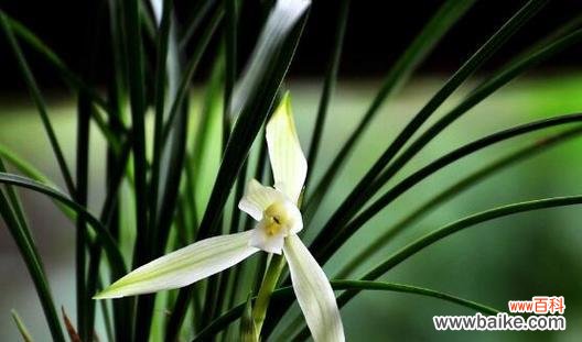 探秘兰花的寓意与象征 兰花花语大全——解读花朵的心声