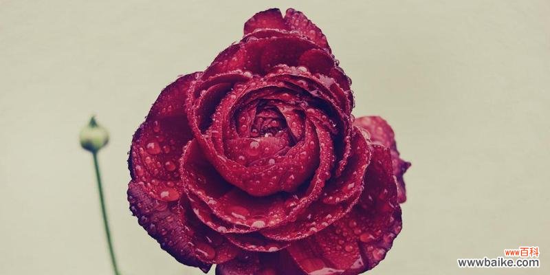 探索不同种类玫瑰花的含义与象征 玫瑰花的多样代表寓意