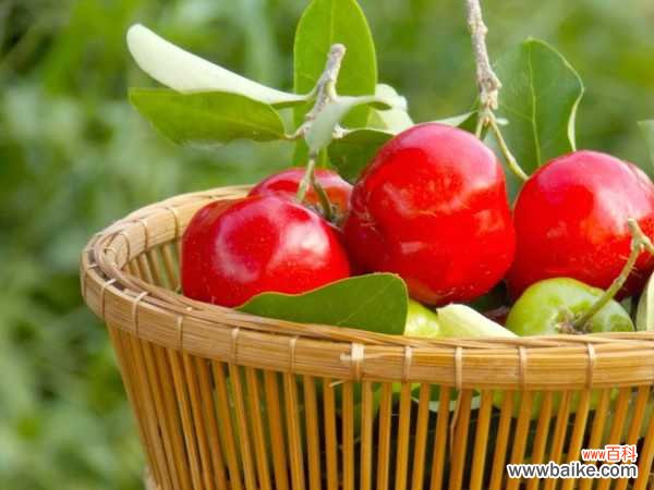 樱桃盆栽种植方法