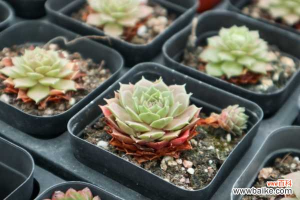 手把手教你做多肉鸟笼！