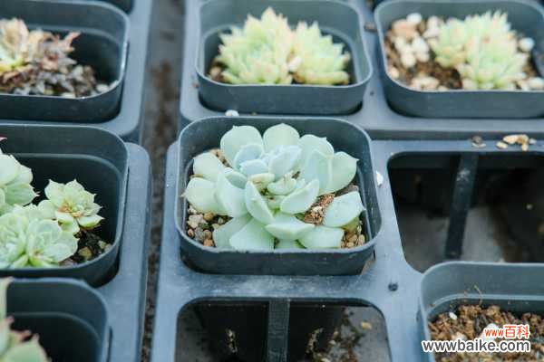 手把手教你做多肉鸟笼！