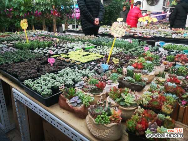 手把手教你做多肉鸟笼！