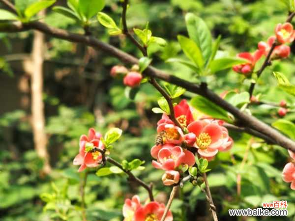 贴梗海棠盆景的制作和养护要点