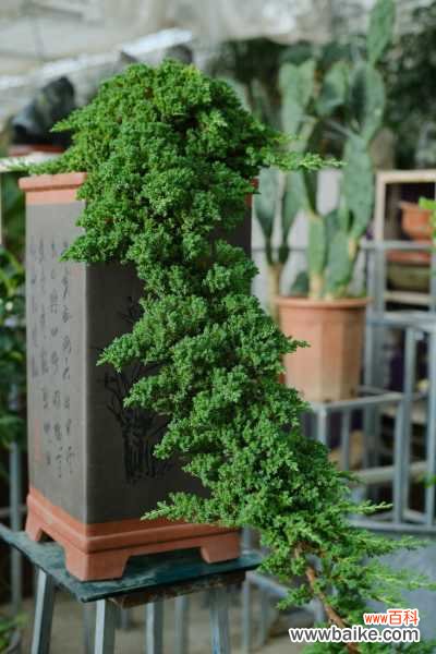 对于盆景山石的粘接妙招