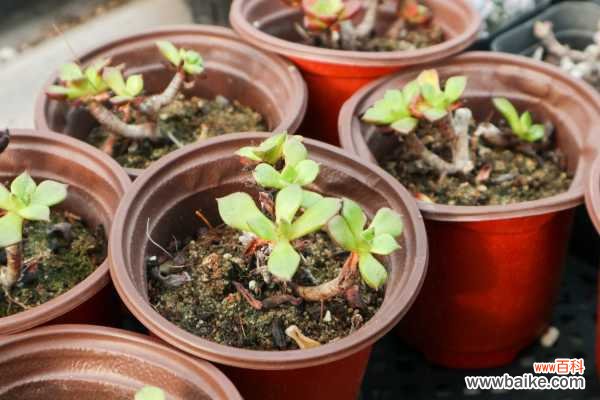 怎么制作多肉盆景