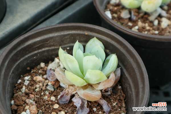 怎么制作多肉盆景
