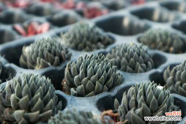 怎么制作多肉盆景