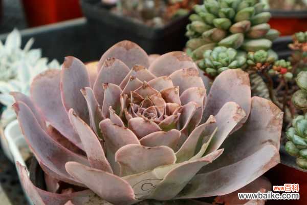 怎么制作多肉盆景