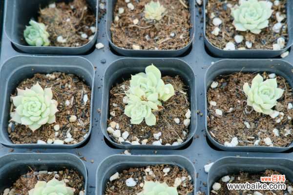 怎么制作多肉盆景