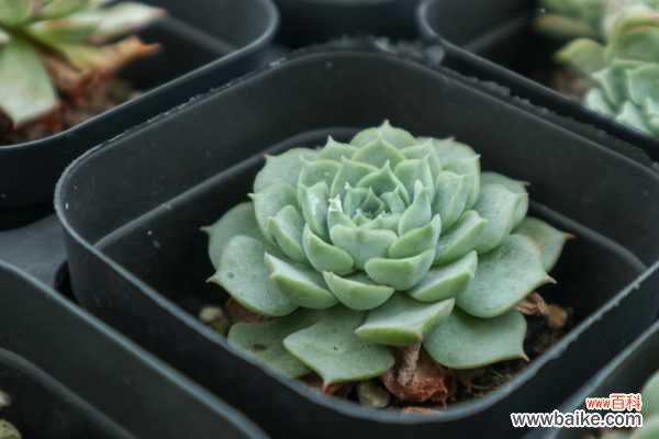 怎么制作多肉盆景