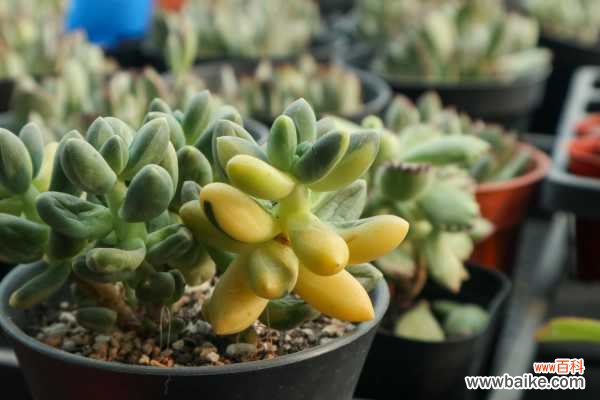 怎么制作多肉盆景