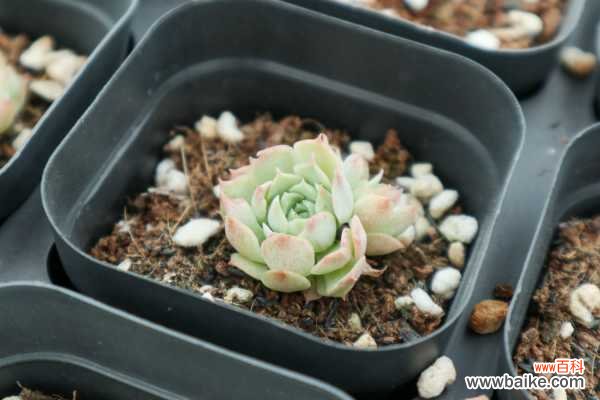 怎么制作多肉盆景