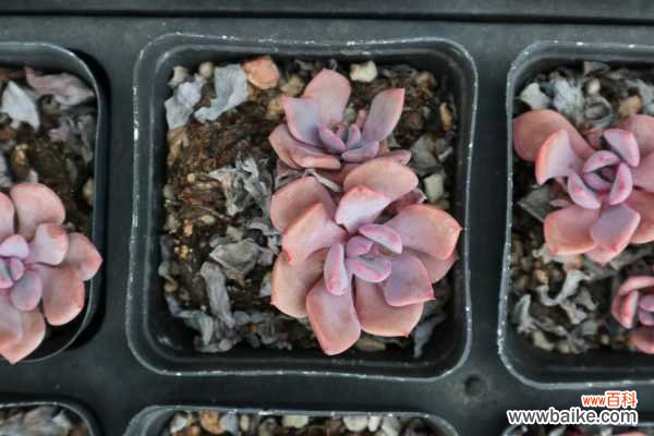 怎么制作多肉盆景