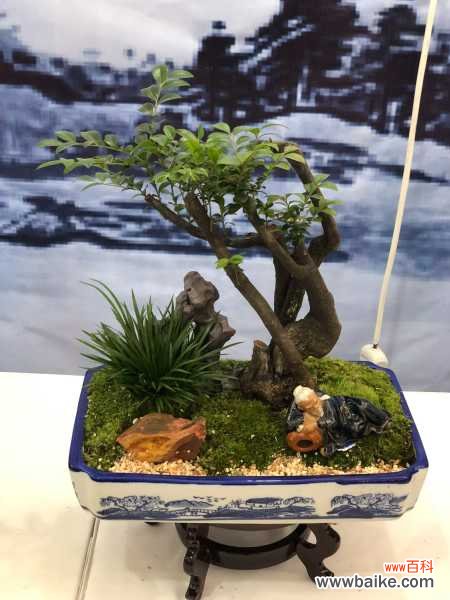 树桩盆景的养护