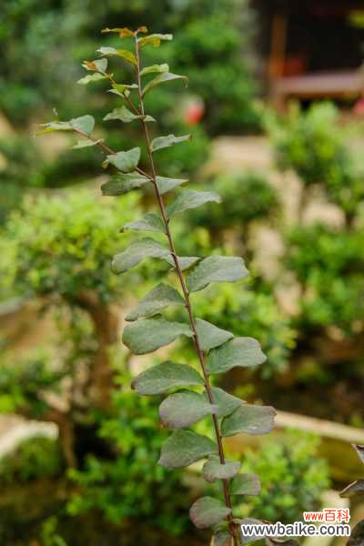 树桩盆景的养护