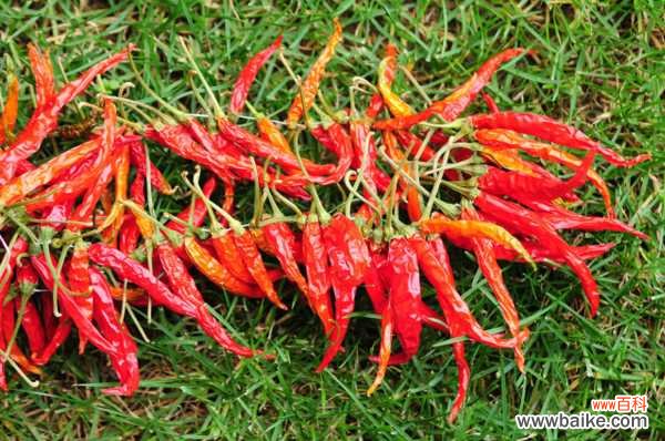 盆栽辣椒施什么肥