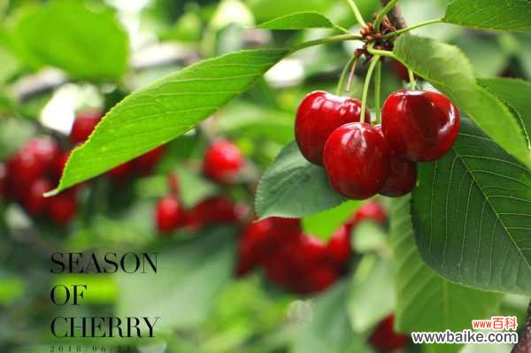 樱桃籽可以种成小盆栽吗