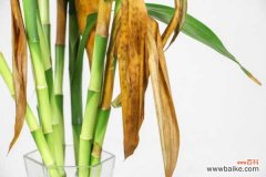 如何制作富贵竹的宝塔型盆景