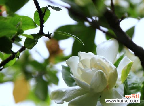 栀子花的花语是什么?它在神话故事中扮演什么角色?