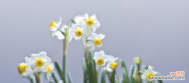 珍珠花花语是什么？了解珍珠花的象征意义和用途有哪些？