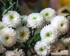 珍珠花花语是什么？了解珍珠花的象征意义和用途有哪些？