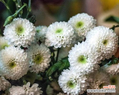 珍珠花花语是什么？了解珍珠花的象征意义和用途有哪些？