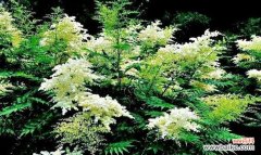 珍珠梅花语象征着什么意义？珍珠梅的花语有哪些含义？