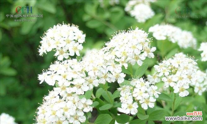 珍珠绣线菊花语是什么意思?如何正确表达?