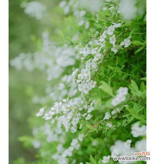 珍珠绣线菊花语是什么意思?如何正确表达?