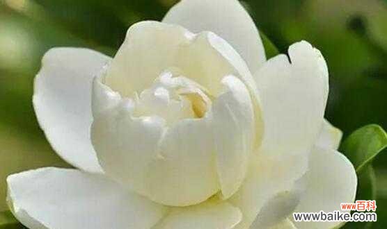 栀子花的花语是什么？如何用栀子花表达爱意？