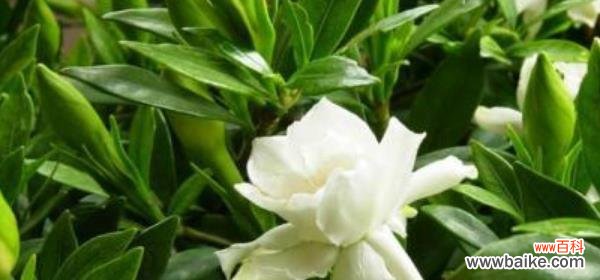 栀子花的花语是什么意思？如何用栀子花表达情感？