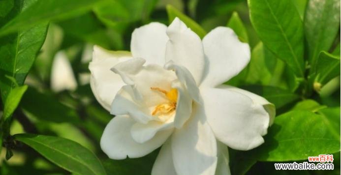 栀子花的花语是什么意思？如何用栀子花表达情感？