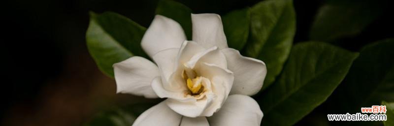 栀子花的寓意是什么意思？如何用在节日装饰中？