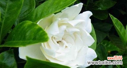 栀子花的寓意是什么意思？如何用在节日装饰中？