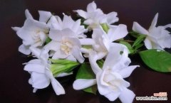 栀子花的寓意是什么？适合送给哪些人？