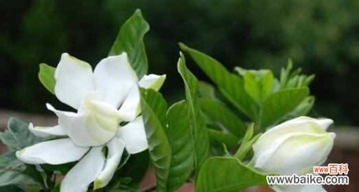 栀子花的花语含义是什么？为什么它会成为许多人的最爱？