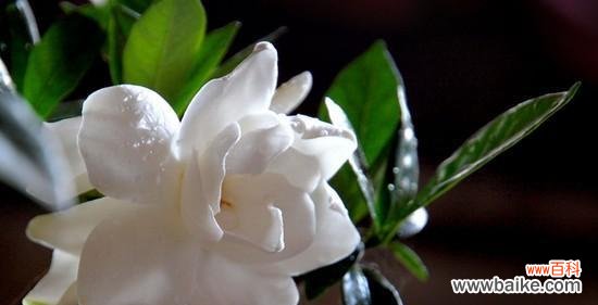 栀子花花语是什么？了解其含义和象征意义？