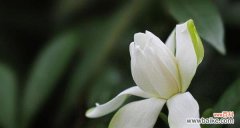 栀子花花语是什么？了解其含义和象征意义？