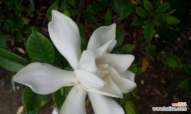 栀子花开寓意着什么？如何理解栀子花的象征意义？