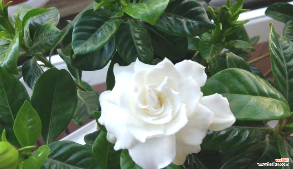 栀子花开寓意着什么？如何理解栀子花的象征意义？