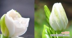 栀子花的花语象征是什么？它的寓意有哪些？