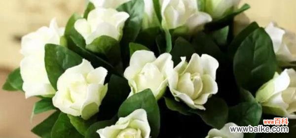 栀子花的花语是什么?栀子花象征着什么含义?