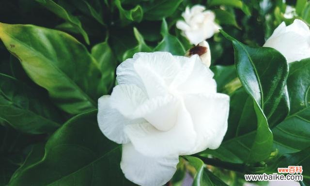 栀子花的花语是什么?栀子花象征着什么含义?