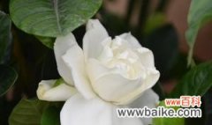 栀子花语是什么意思？如何解读栀子花的象征意义？