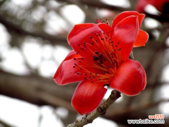 木棉花什么时候开?每年2~3月树叶落光后进入花期
