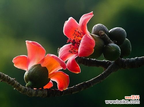 木棉花什么时候开?每年2~3月树叶落光后进入花期