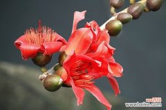 木棉花什么时候开？每年2～3月树叶落光后进入花期