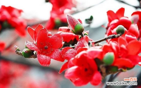 木棉花生长缓慢怎么办?